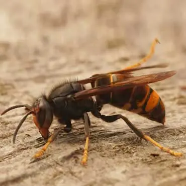 Wasp Control
