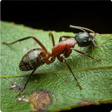 Red Ant